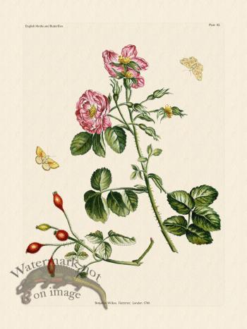 Wilkes Butterflies 082